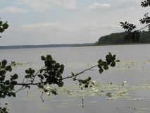 Seerosen